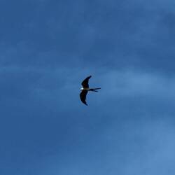 Swallow-tail Kite