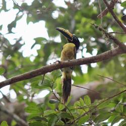 Lettered Aracari