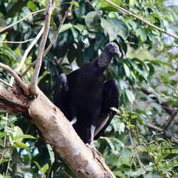 Black Vulture