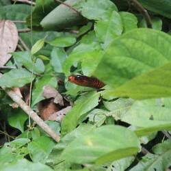Morete snake or Rusty whipsnake