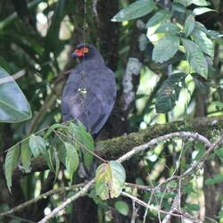 Slate-coloured Hawk