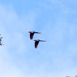 Scarlet Macaws