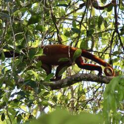 Vibrant red of the howler monkey with its prehensile tail on show