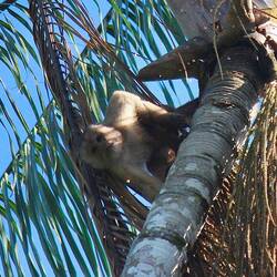 Capuchin monkey