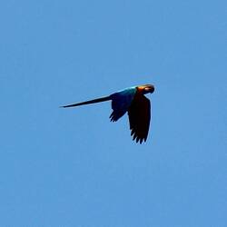 Blue-and-yellow Macaw