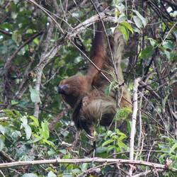 2-Toed Sloth just hanging about