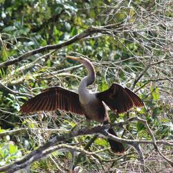 Anhinga - Long necked snake bird