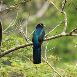 Green-backed Trogon