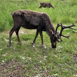 Elks = Hirsche