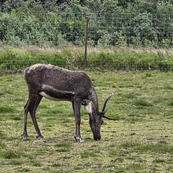 Caribou