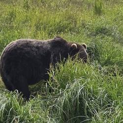 Der kleine Grizzly gut zu erkennen an dem kleinen Buckel und den süßen kleinen Ohren 😍