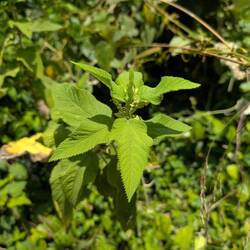 Beasty Nettles