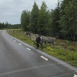 Rudolph und seine Rentierkumpels