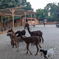 Lamas im Streichelzoo