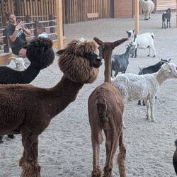 Lamas mit Bart und ohne Hüte