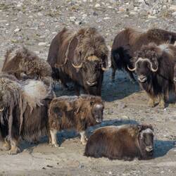 Burnett Inlet: an entire group of Musk Oxen taking a digestive break.