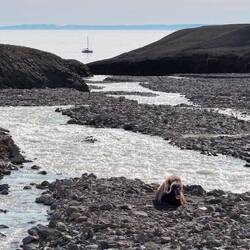 Mid-way between Cuming and Burnett Inlet: a Musk Ox.