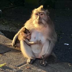 Monkey forest