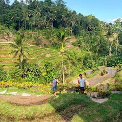 Walk in the paddy field