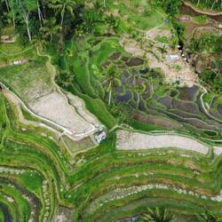 Drone shot by Eashan of the Paddy fields