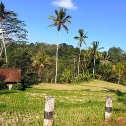 Views of Paddy fields on the drive