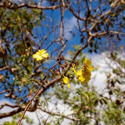 Eine der wenigen Blumen bisher am Kapokbaum