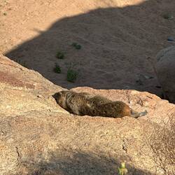 Dassie am Chillen