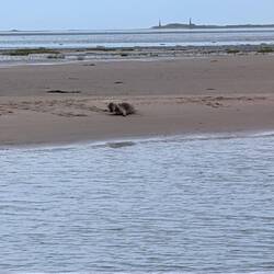 Grey seal