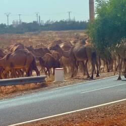 🐪 🐪 🐪