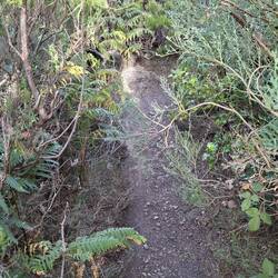 Yeah, there's a path there somewhere