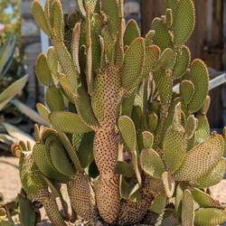 I have a feeling that "flowers disciples" may be disappointed on this trip - just lots of cacti