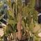I have a feeling that "flowers disciples" may be disappointed on this trip - just lots of cacti