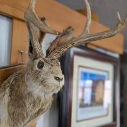 Jackrabbit