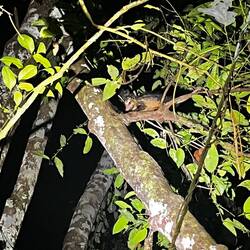 Opossum