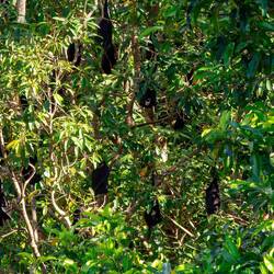 Da hängen sie, die Black flying foxes!