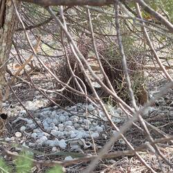 Das Nest unseres gefiederten Nachbars von gestern, dem Bowerbird. Da hatten wir ja echt Glück 🤩