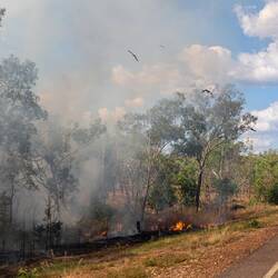 Aktuelles Wildfire