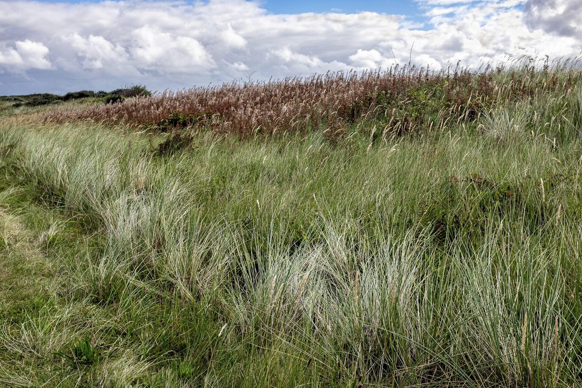 Grasses and Fireweed (Chamerion angustifolium), Ameland