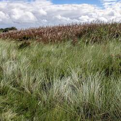 Grasses and Fireweed (Chamerion angustifolium), Ameland