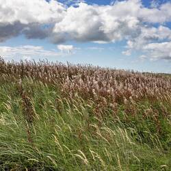 Grasses and Fireweed (Chamerion angustifolium), Ameland