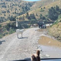 Tierstau 😳