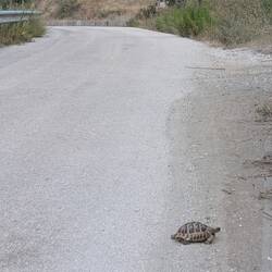 Eine Schildkröte auf der Straße