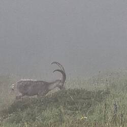 ...und ein Einzelgänger.🐐