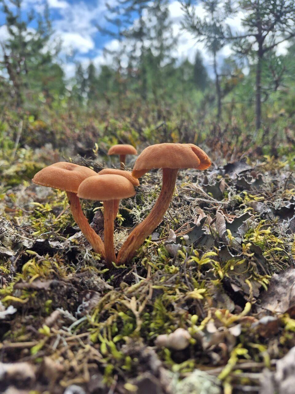 Ein schöner Spaziergang gestern.