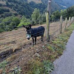 I saw a donkey! 😍