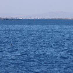 Delfinflosse