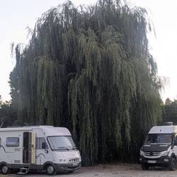 Trauerweide am Stellplatz