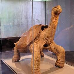 Lonesome George