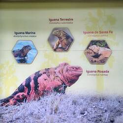 Pink Iguanas ... haben wir leider nicht gesehen