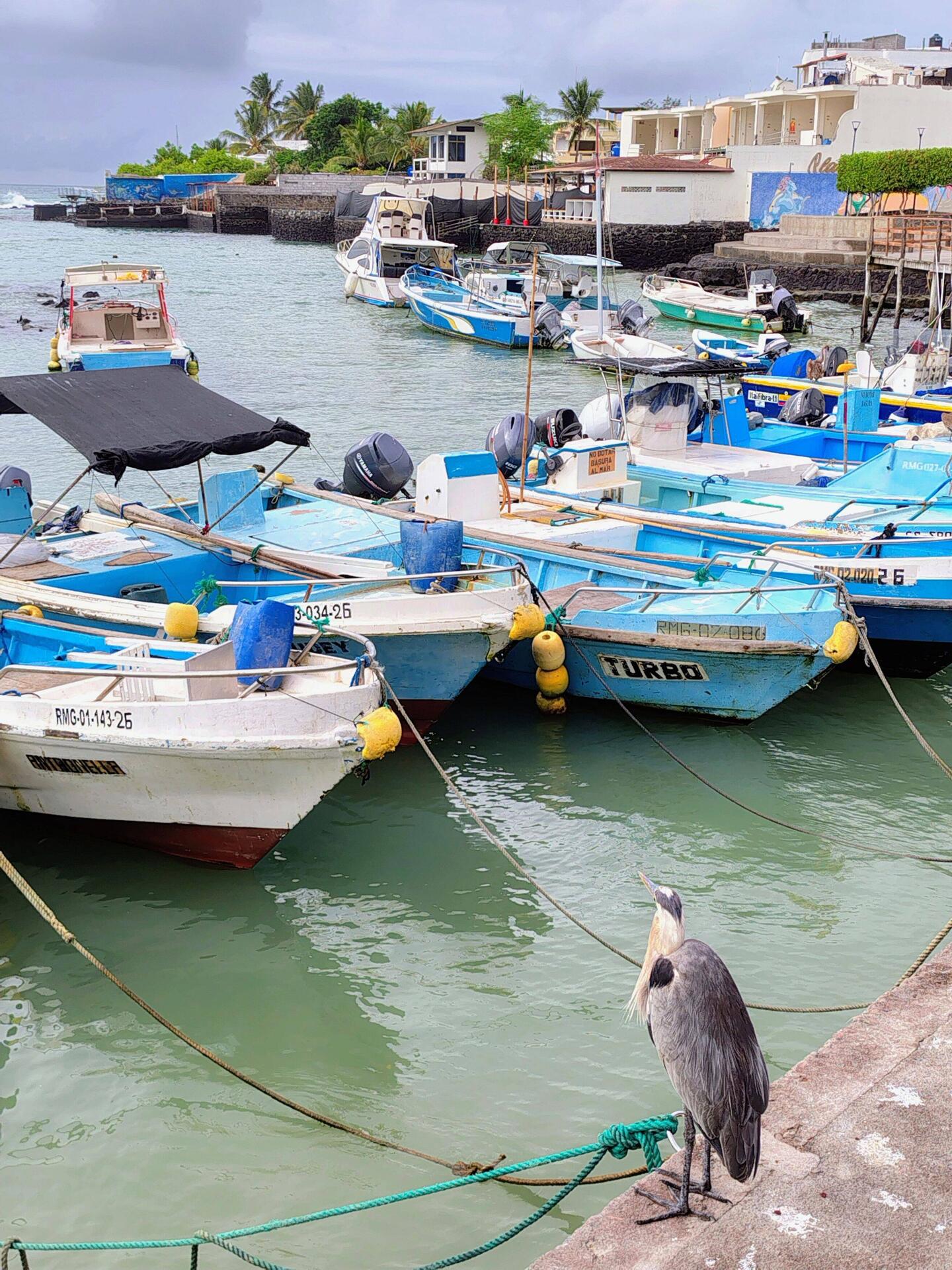 Wildlife in Puerto Ayora